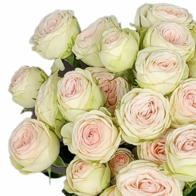 Růže trsová SWEET GELATO 50cm/6+