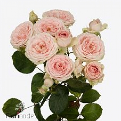 Růže trsová SWEET GISELLE! 60cm/3+