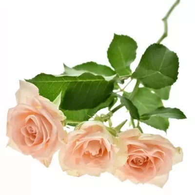 růže trsová Sweet Sara