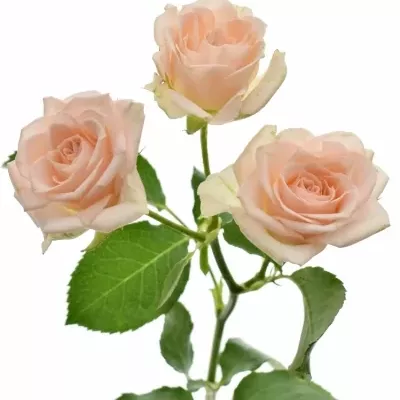 růže trsová Sweet Sara