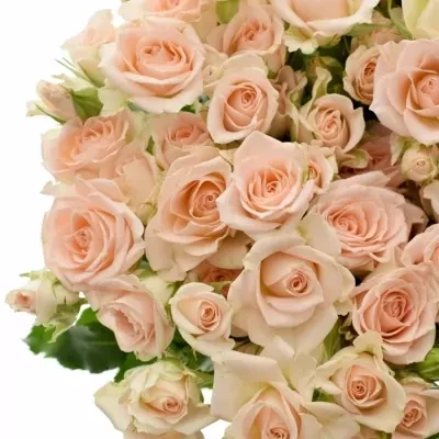 Marhuľová ruže SWEET SARA 50cm /6+