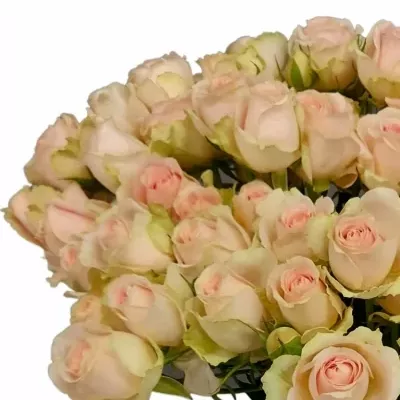 Růže trsová TENDER BLOSSOMS 50cm/5+