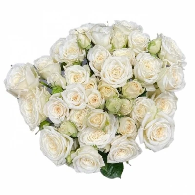 Růže trsová WHITE YO-YO