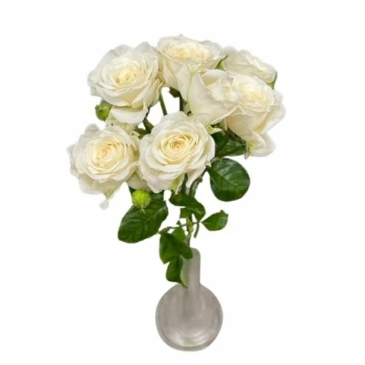 Růže trsová WHITE YO-YO