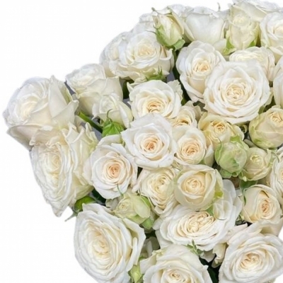 Růže trsová WHITE YO-YO 50cm/4+