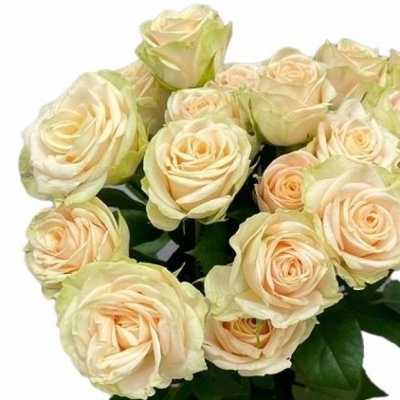Bílá růže trsová WHITNEY 40 cm / 4+
