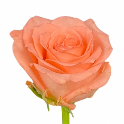 Růže UNICORN 50cm (L)