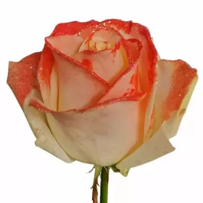 Růže VALENTINE BEAUTY MAKE-UPZ LIPSTICK RED 70cm (L)