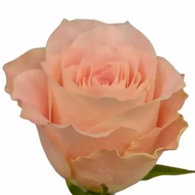 Růže VALERIE+ 50cm (M)