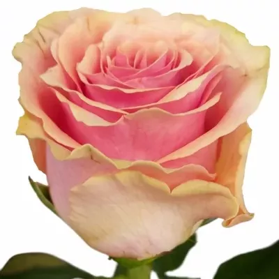 Růže VERONA 70cm