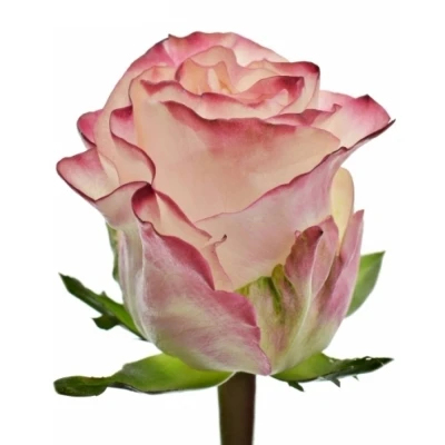 Bílorůžová růže VERY CUTE 70cm (XL)