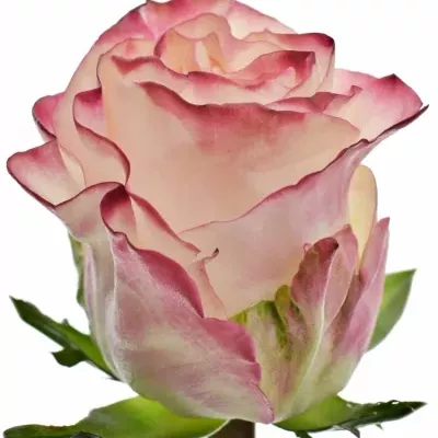 Bílorůžová růže VERY CUTE 40cm (L)