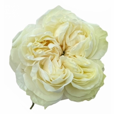 Růže VICTORIAN SUMMER+ 35cm (XL)