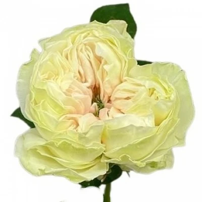 Růže VICTORIAN SUMMER