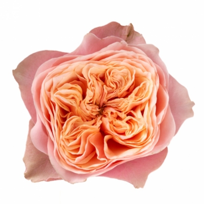 Růžová růže VUVUZELA 40cm