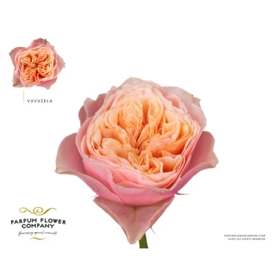 Růže VUVUZELA