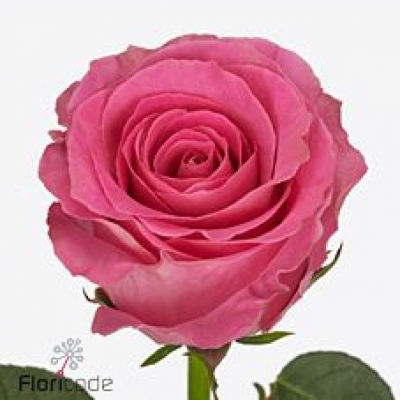 Růže WATERGAME 50cm (XL)