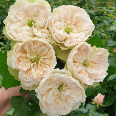 Růže WHITBY ABBEY