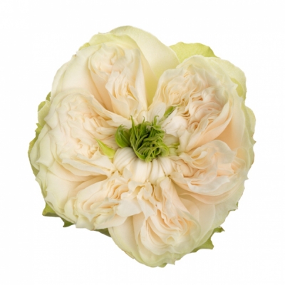 Růže WHITBY ABBEY 50cm (XXL)