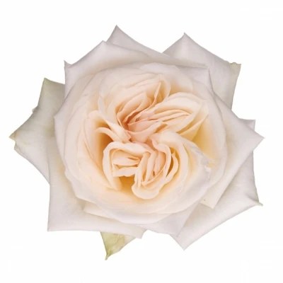 Růže WHITE O HARA 60cm (L)