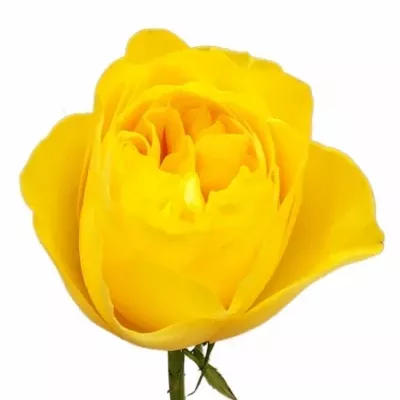 Růže ZEST 50cm (L)