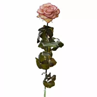 Růžová růře CAROUSEL ILLUSION 60cm (XXL)