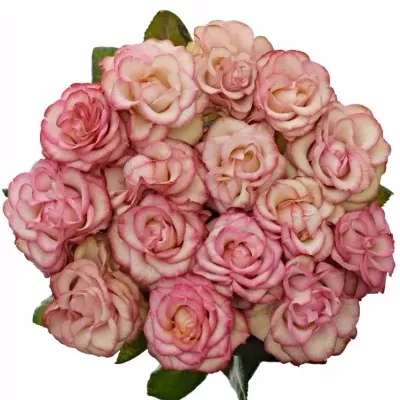 Růžová růře CAROUSEL ILLUSION 60cm (XXL)