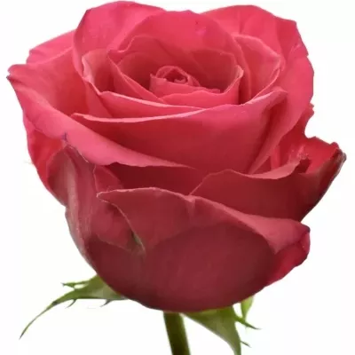 Růžová růže  HOTSHOT 60cm (L)