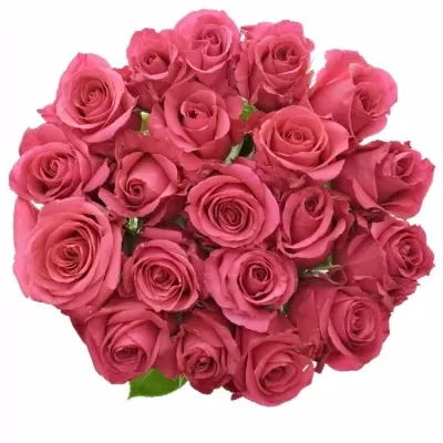 Růžová růže  HOTSHOT 60cm (L)