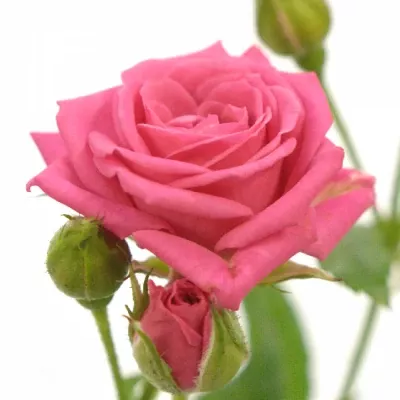 Růžová růže  SWEET STARS 45cm/2+ (S)