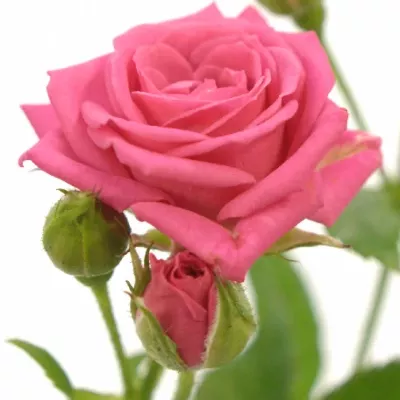 Růžová růže  SWEET STARS 45cm/2+ (S)