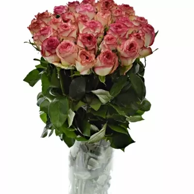 Růžová růže ABSTRACT 70cm (L)