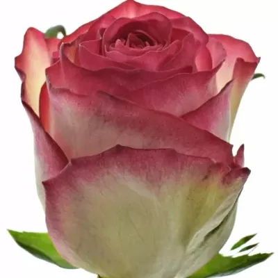 Růžová růže ABSTRACT 50cm (L)