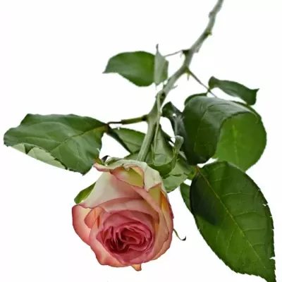 Růžová růže ABSTRACT 70cm (L)