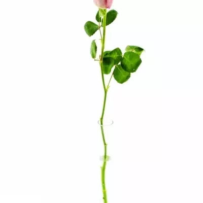 Růžová růže ACE PINK FROST 50cm