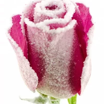 Růžová růže ACE PINK FROST 50cm (M)