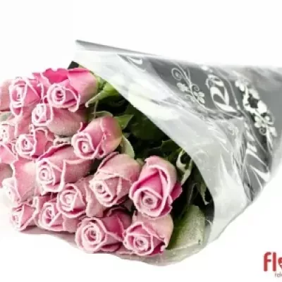 Růžová růže ACE PINK FROST 50cm