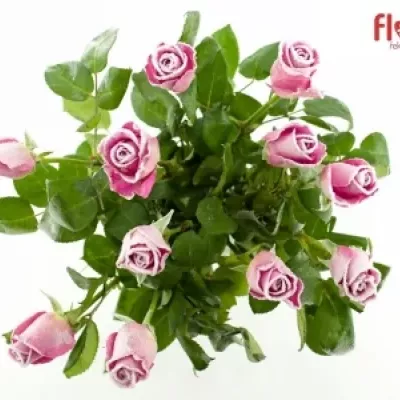 Růžová růže ACE PINK FROST 50cm