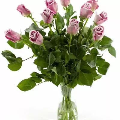 Růžová růže ACE PINK FROST 50cm