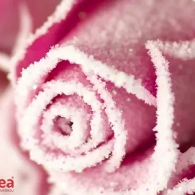 Růžová růže ACE PINK FROST 50cm