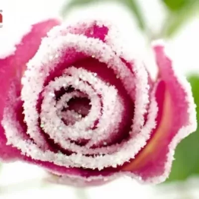 Růžová růže ACE PINK FROST 50cm