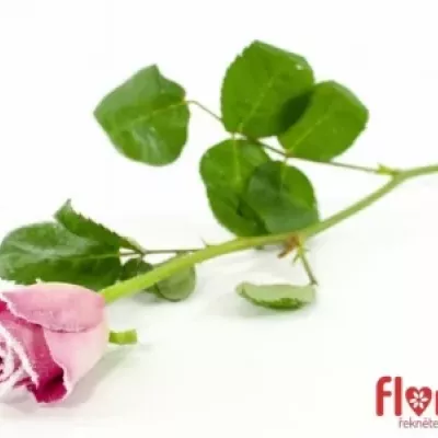 Růžová růže ACE PINK FROST 50cm