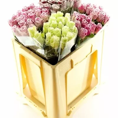 Růžová růže ACE PINK FROST 50cm