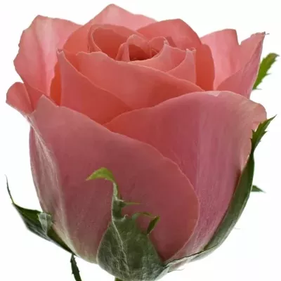 Ružová ruža ACE PINK 60cm (M)