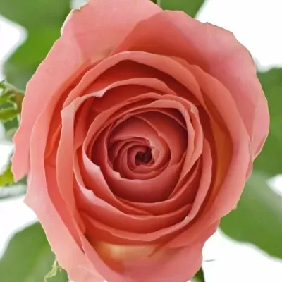 Růžová růže ACE PINK
