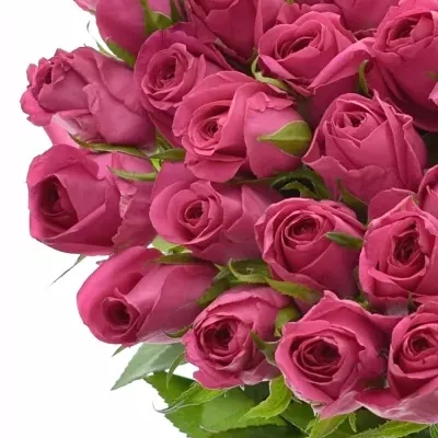 Růžová růže ADAMMA 40cm (M)