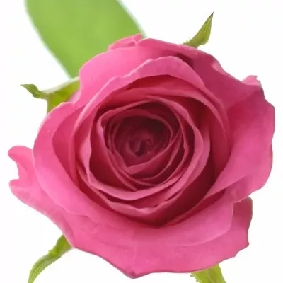 Růžová růže ADAMMA 40cm (M)