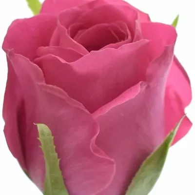 Růžová růže ADAMMA 50cm (M)