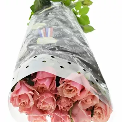 Růžová růže ADELE 70cm (XL)