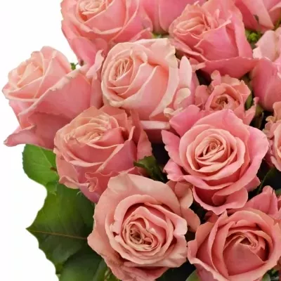 Růžová růže ADELE 70cm (XL)